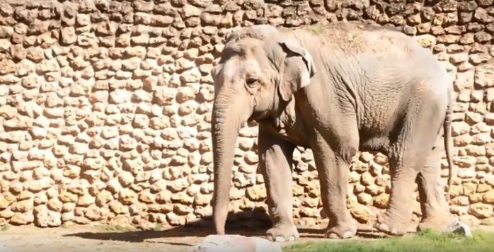 Con voi buồn nhất thế giới qua đời sau 43 năm bị nhốt - Ảnh 4.