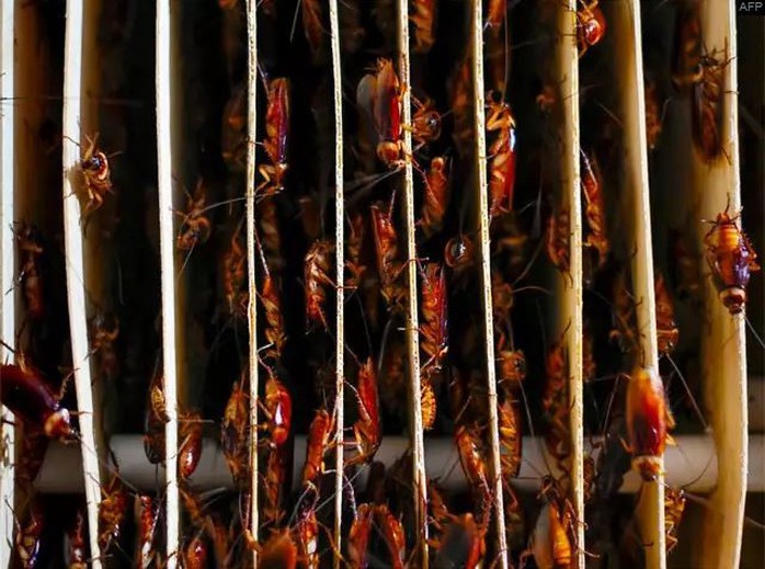 Mục sở thị trang trại nuôi hàng triệu con gián làm mồi nhậu - Ảnh 4. Mục sở thị trang trại nuôi hàng triệu con gián làm mồi nhậu - Ảnh 4.
