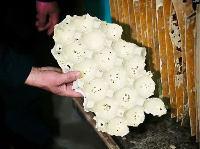 Mục sở thị trang trại nuôi hàng triệu con gián làm mồi nhậu - Ảnh 6. Mục sở thị trang trại nuôi hàng triệu con gián làm mồi nhậu - Ảnh 6.