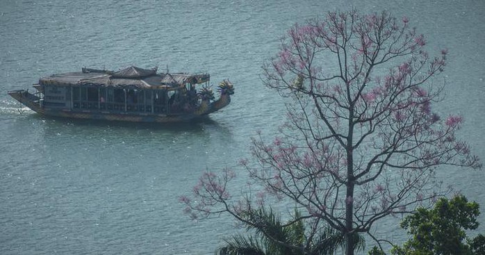 Những loài hoa khoe sắc trong nắng hạ ở Huế - Ảnh 2. Những loài hoa khoe sắc trong nắng hạ ở Huế - Ảnh 2.