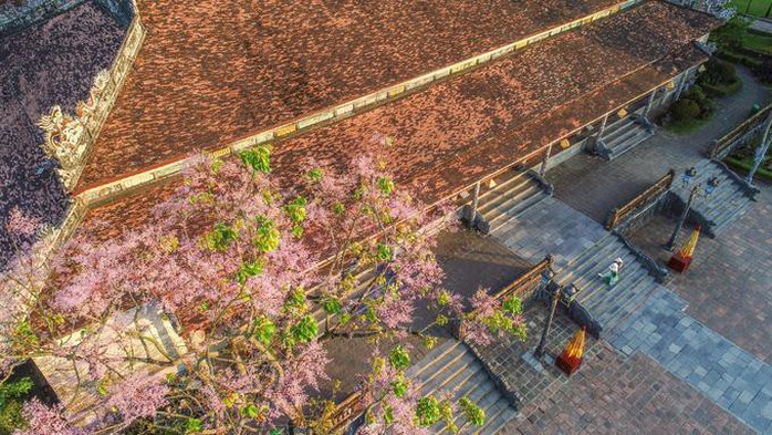 Những loài hoa khoe sắc trong nắng hạ ở Huế - Ảnh 3. Những loài hoa khoe sắc trong nắng hạ ở Huế - Ảnh 3.
