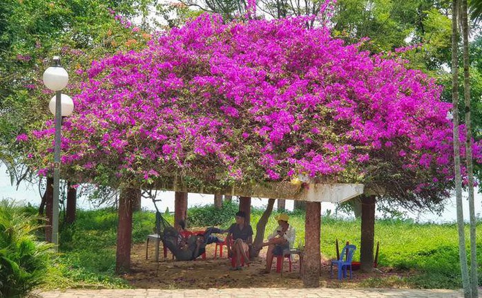 Những loài hoa khoe sắc trong nắng hạ ở Huế - Ảnh 7. Những loài hoa khoe sắc trong nắng hạ ở Huế - Ảnh 7.