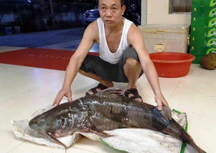 Ngày lễ, thả câu bắt được cá ghé “khủng” 22 kg, dài hơn 1 m - Ảnh 2.