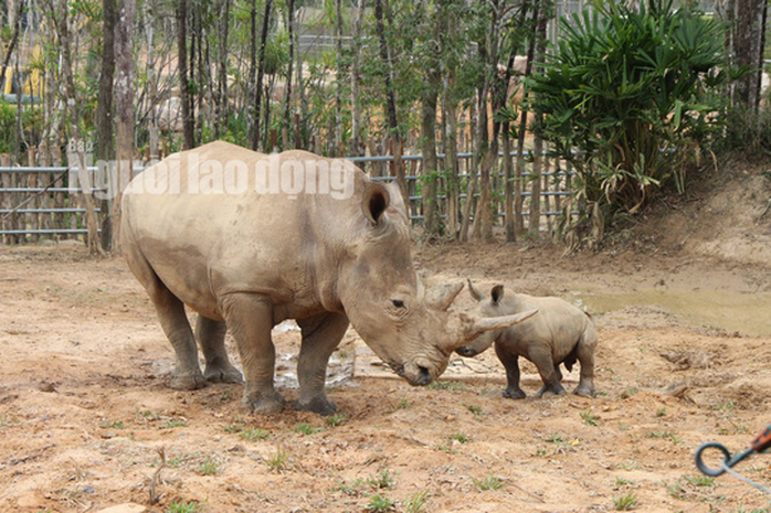 Ngắm tê giác con được sinh ra ở Safari Phú Quốc - Ảnh 1.