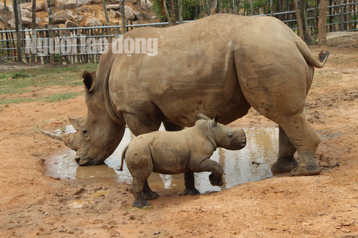 Ngắm tê giác con được sinh ra ở Safari Phú Quốc - Ảnh 2.