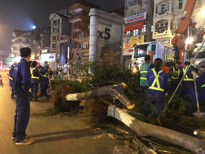 Hà Nội lý giải gì về việc bất ngờ chặt hạ hàng loạt cây phượng trong đêm? - Ảnh 4.