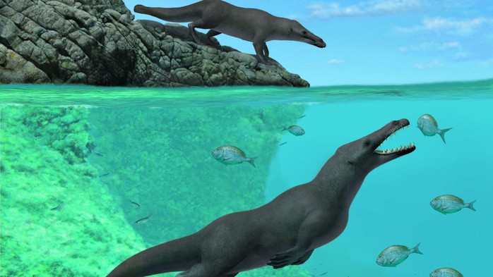 Cá voi 4 chân được tìm thấy ở Peru - Ảnh 1.