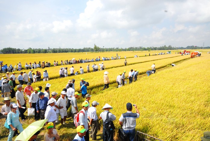 Cánh đồng lớn... hụt hơi! - Ảnh 1.