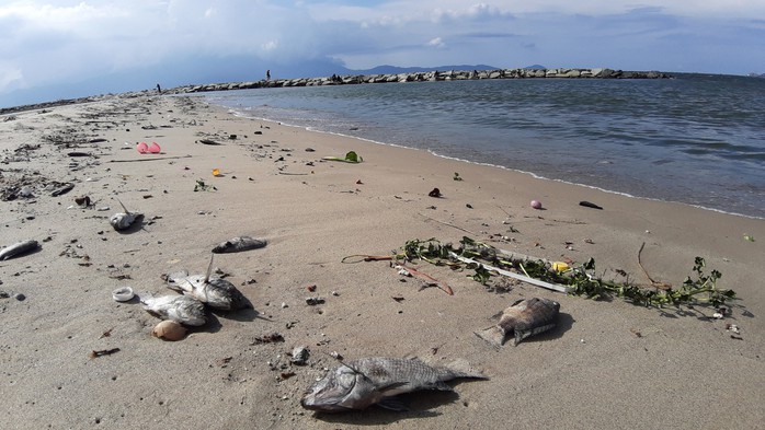 Cá chết hàng loạt dạt vào bờ trên bãi biển Đà Nẵng - Ảnh 5.