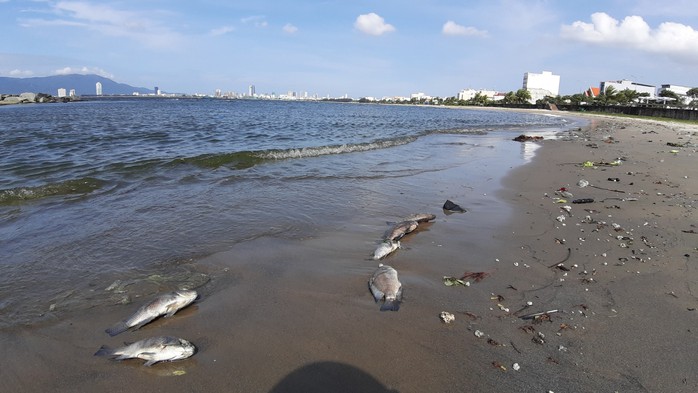 Cá chết hàng loạt dạt vào bờ trên bãi biển Đà Nẵng - Ảnh 6.