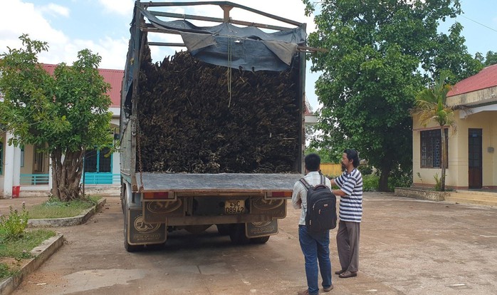 Để mất rừng, kiểm lâm lại đi giữ xe chở le khó hiểu - Ảnh 1. Để mất rừng, kiểm lâm lại đi giữ xe chở le khó hiểu - Ảnh 1.