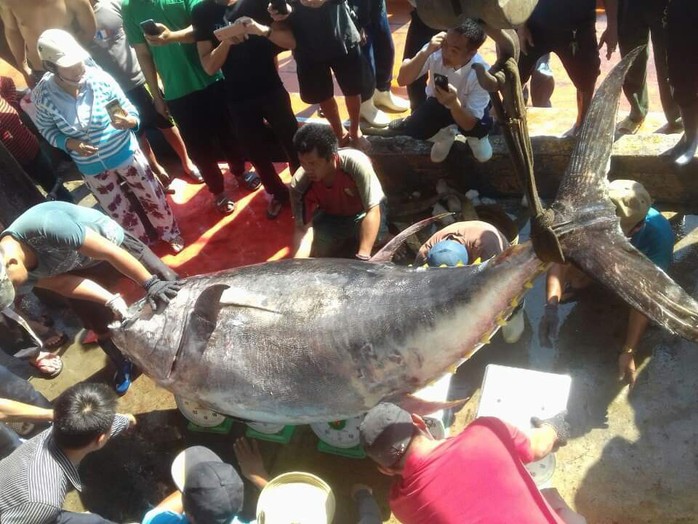 Khánh Hòa: Bắt cá ngừ đại dương khủng nặng 386kg - Ảnh 1.