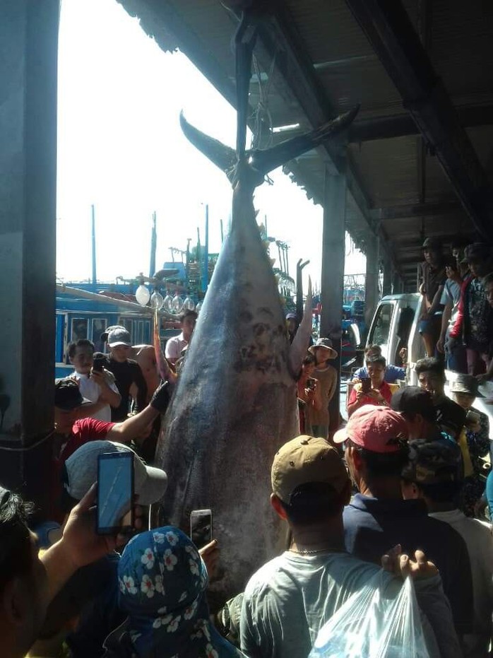 Khánh Hòa: Bắt cá ngừ đại dương khủng nặng 386kg - Ảnh 2.