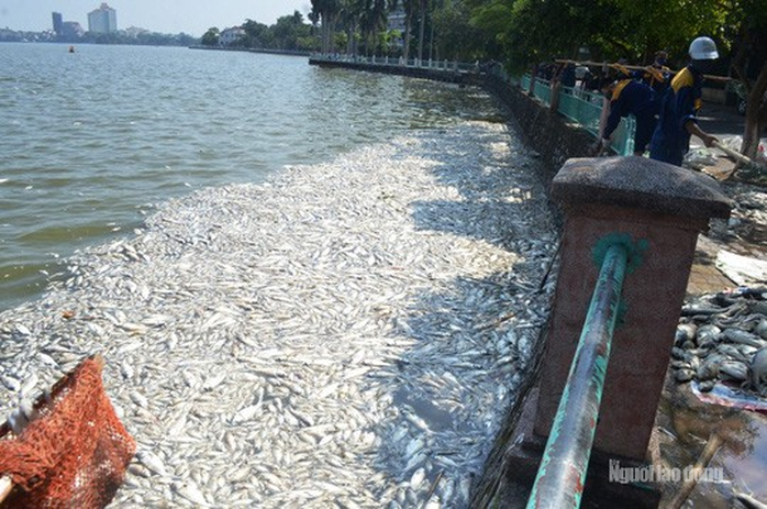 Hà Nội nói gì về chế phẩm xử lý nước độc quyền và vụ 200 tấn cá chết trắng hồ Tây? - Ảnh 2.