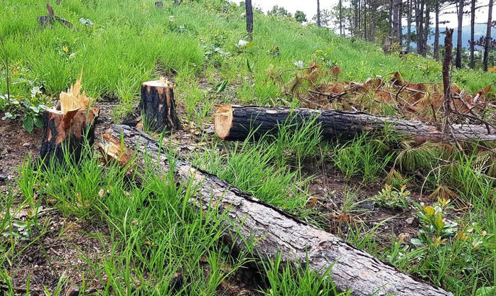 Bắt 3 đối tượng đầu độc rừng thông quy mô chưa từng có ở Lâm Đồng - Ảnh 2.