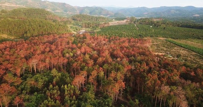 Bắt 3 đối tượng đầu độc rừng thông quy mô chưa từng có ở Lâm Đồng - Ảnh 1.