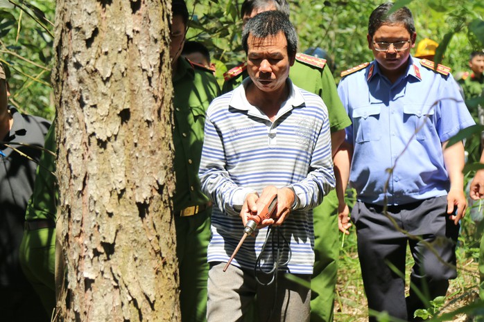 Khoan lỗ 20 cm rồi đổ thuốc diệt cỏ hạ độc 3.500 cây thông ở Lâm Đồng - Ảnh 3.