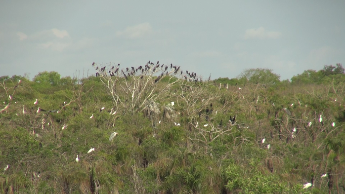 Gần 200 con cò nhạn có sải cánh hơn 1m bất ngờ xuất hiện tại Bạc Liêu - Ảnh 1.