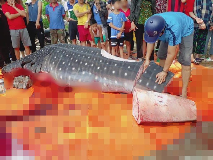 Thực hư việc ngư dân Sầm Sơn xẻ thịt cá voi nhám quý hiếm nặng gần 1 tấn - Ảnh 2.