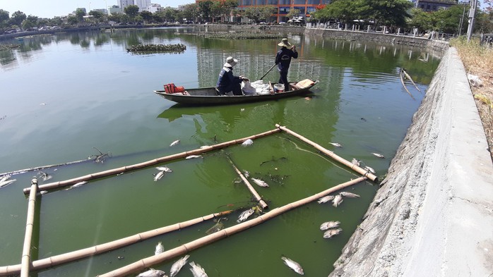 Đà Nẵng: Cá chết nổi lềnh bềnh trên hồ Thạc Gián là do… nắng nóng? - Ảnh 5.