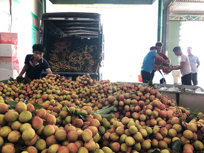 Ngay tại Bắc Giang, vải tươi loại 1 mua tại vườn đã 70.000 đồng/kg! - Ảnh 1.