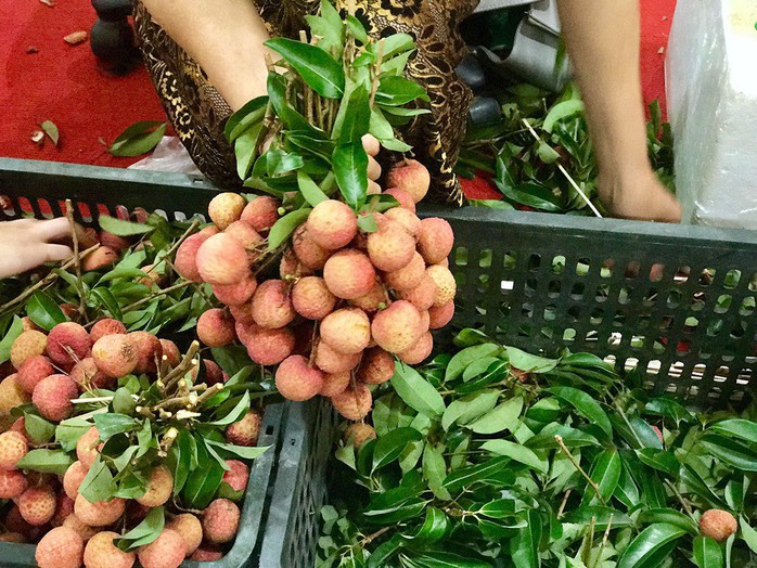 Giá vải thiều tại Nhật Bản 240.000 đồng một quả - Ảnh 2. Giá vải thiều tại Nhật Bản 240.000 đồng một quả - Ảnh 2.