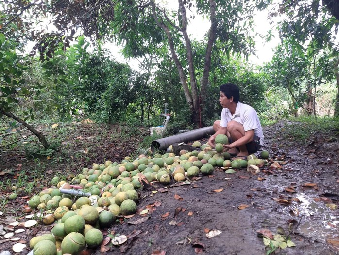 Dùng cưa máy thảm sát hàng trăm cây bưởi da xanh nhà 1 thầy giáo - Ảnh 1.