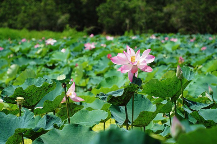 Sen nở rộ giữa rừng tràm lớn nhất An Giang - Ảnh 2.