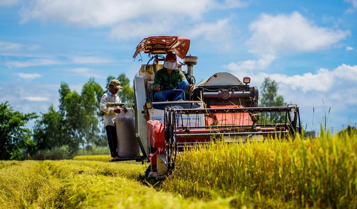 Cánh đồng lúa An Giang vào mùa gặt - Ảnh 3. Cánh đồng lúa An Giang vào mùa gặt - Ảnh 3.