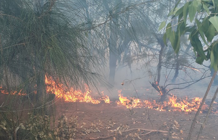 Phú Yên: Cháy lớn hàng chục hecta rừng phòng hộ ven biển - Ảnh 1.