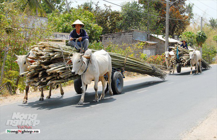 Nghề độc ở Bảy Núi - Ảnh 12.