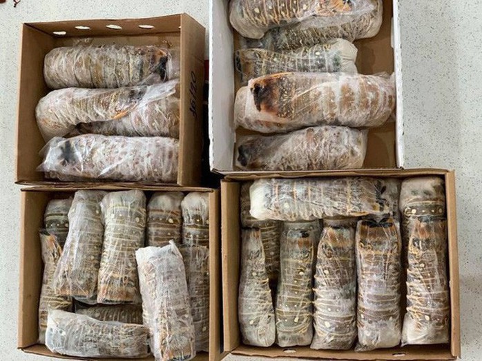 Đuôi tôm hùm cấp đông đi máy bay hét giá 3 triệu đồng/kg - Ảnh 2. Đuôi tôm hùm cấp đông đi máy bay hét giá 3 triệu đồng/kg - Ảnh 2.