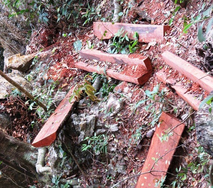 Vụ phá rừng ở VQG Phong Nha - Kẻ Bàng: Bắt, khởi tố một trạm trưởng - Ảnh 2.