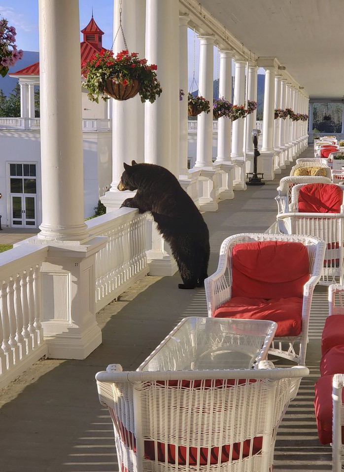 Ngộ nghĩnh hình ảnh gấu đen thư giãn trong khách sạn - Ảnh 2.