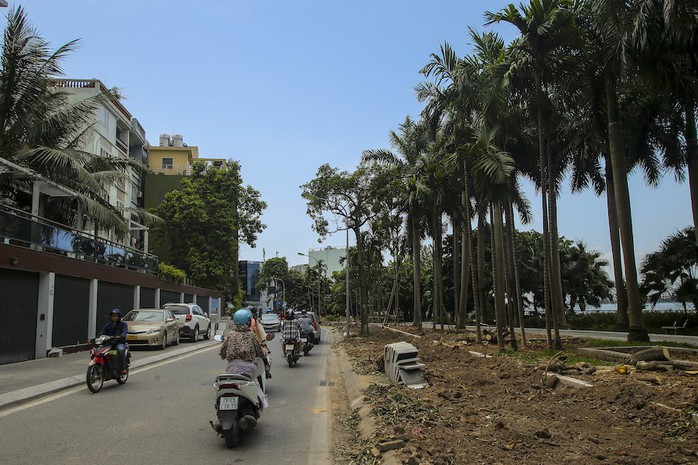 Hà Nội: Di dời hàng trăm cây hoa sữa về bãi rác Nam Sơn lớn nhất thành phố - Ảnh 4.