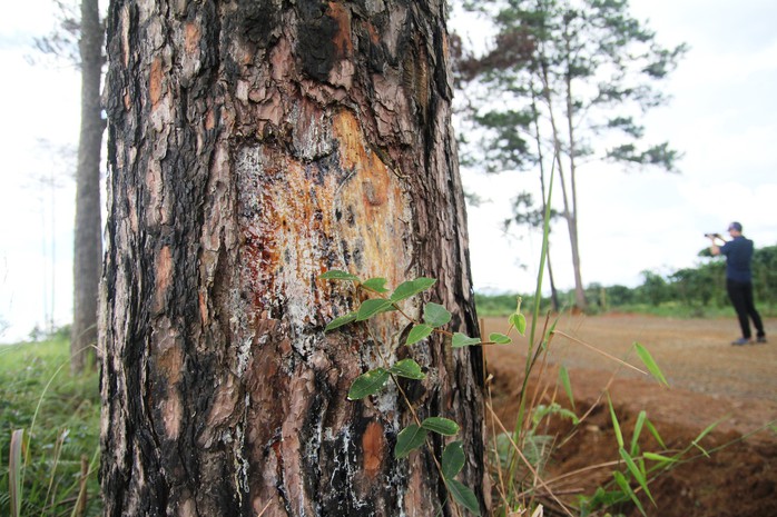 Rừng thông Lâm Đồng tiếp tục bị đầu độc, chết đứng - Ảnh 5.