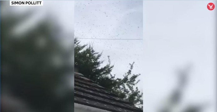 Sửng sốt cảnh 50.000 con ong bao vây một ngôi nhà - Ảnh 1.