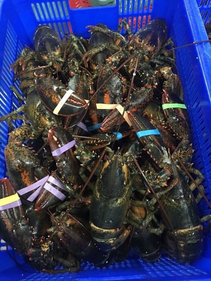 Tôm hùm Alaska về Việt Nam 170.000/kg, rẻ giật mình như tôm ngoài chợ - Ảnh 1. Tôm hùm Alaska về Việt Nam 170.000/kg, rẻ giật mình như tôm ngoài chợ - Ảnh 1.