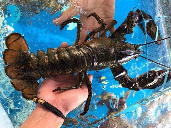 Tôm hùm Alaska về Việt Nam 170.000/kg, rẻ giật mình như tôm ngoài chợ - Ảnh 2. Tôm hùm Alaska về Việt Nam 170.000/kg, rẻ giật mình như tôm ngoài chợ - Ảnh 2.