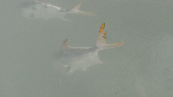 Nguyên nhân cá ở Long Sơn chết hàng loạt là do nhiễm ký sinh trùng quả dưa - Ảnh 5.
