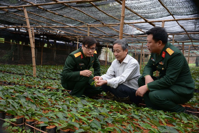 Hồi sinh trà shan tuyết - Ảnh 1.