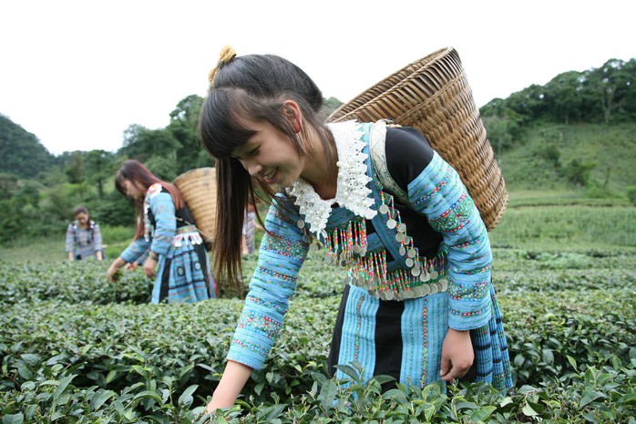 Hồi sinh trà shan tuyết - Ảnh 2.