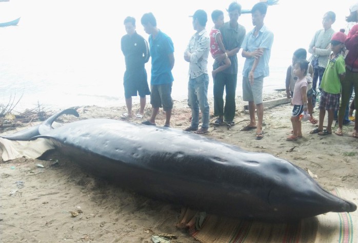 Khánh Hòa: Nghi cá voi nặng hơn 2 tấn, dài gần 6m dạt vào bờ biển - Ảnh 1.