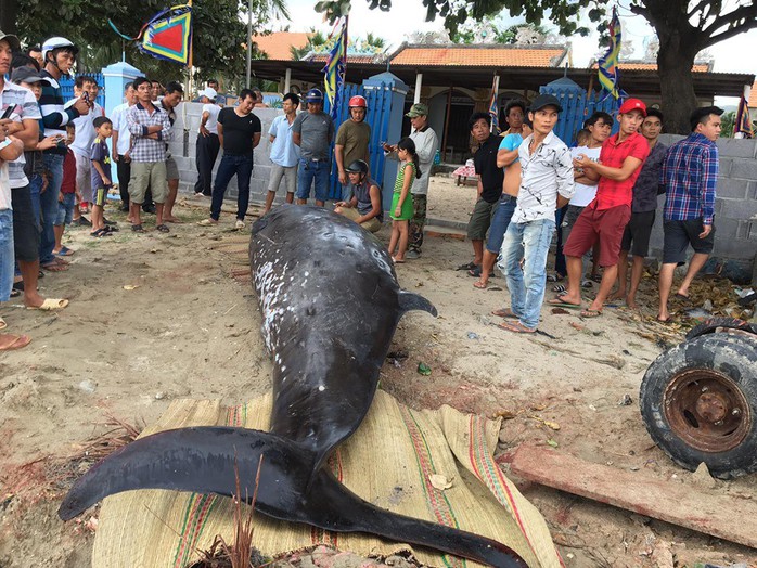 Khánh Hòa: Nghi cá voi nặng hơn 2 tấn, dài gần 6m dạt vào bờ biển - Ảnh 2.