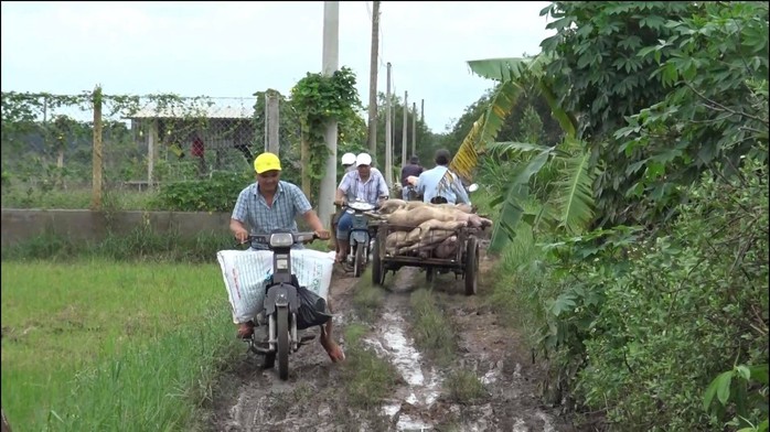 Cận cảnh hàng trăm con heo thối rửa vứt ở vùng ven TP HCM - Ảnh 4.