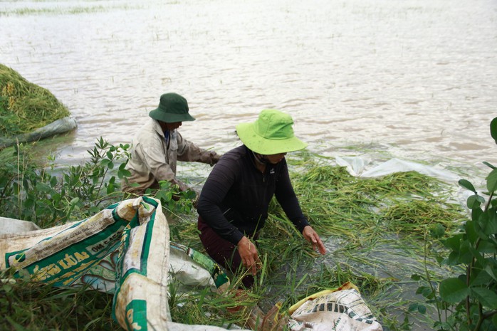 Hàng trăm người vật lộn cứu 1.000 ha lúa - Ảnh 10.