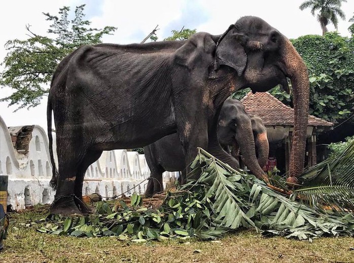 Hình ảnh con voi gầy trơ xương gây chấn động cộng đồng mạng - Ảnh 1.