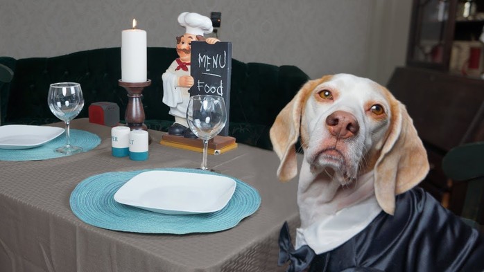  New York tổ chức tuần lễ nhà hàng phục vụ chó - Ảnh 1.