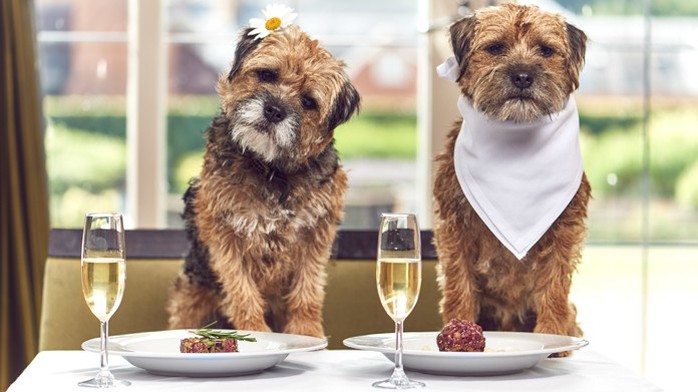  New York tổ chức tuần lễ nhà hàng phục vụ chó - Ảnh 2.