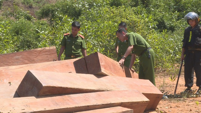 Điều công an khác địa bàn đi triệt phá đường dây khai thác gỗ lậu cực lớn - Ảnh 8.